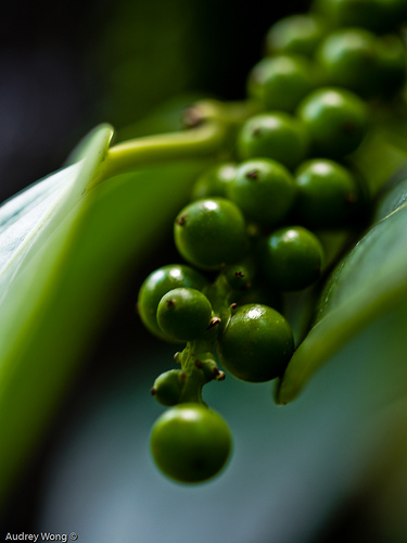 معرفی و راهنمای پرورش گیاهان - فلفل سیاه